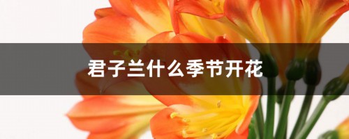 君子兰什么季节开花，君子兰开花时间