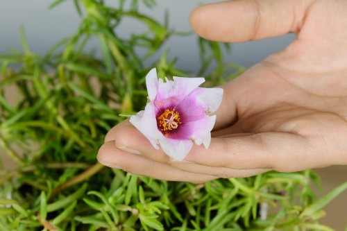 太阳花