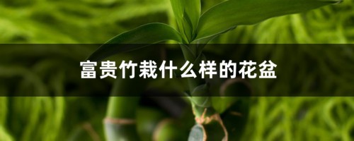 富贵竹栽什么样的花盆好看，一个花盆放三颗可以吗