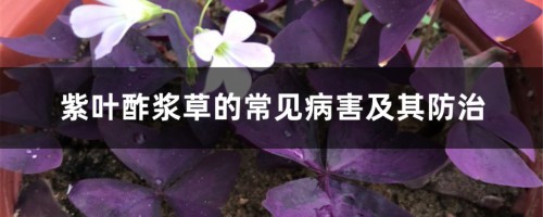 紫叶酢浆草的常见病害及其防治