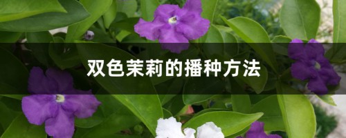 双色茉莉的播种方法